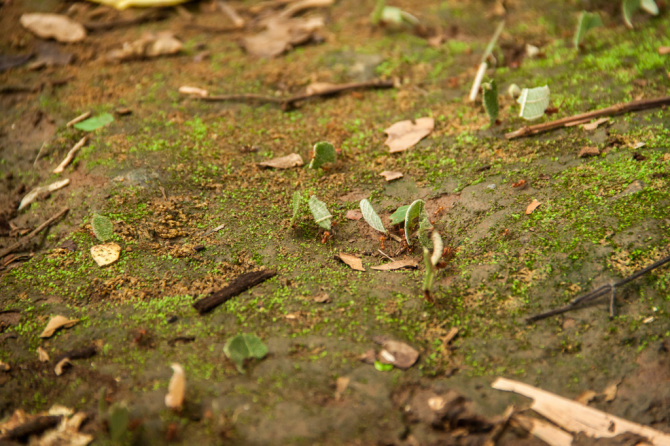 Leafcutter Ants along Trail